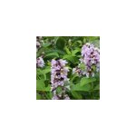 6 x chataire subsessile - nepeta subsessilis - godet 9x9 cm