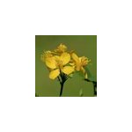 6 x ch�lidoine - chelidonium majus - godet 9x9 cm