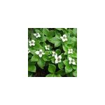 6 x cornouiller du canada - cornus canadensis - godet 9x9 cm