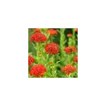 6 x croix de malte - lychnis chalcedonica - godet 9x9 cm