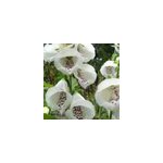 6 x digitale, gant de notre dame - digitalis purpurea 'alba' - godet 9x9 cm
