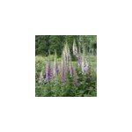 6 x digitale, gant de notre dame - digitalis purpurea 'gloxiniiflora' - godet