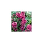 6 x �piaire de byzance - stachys grandiflora 'superba' - godet 9x9 cm