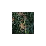 6 x eulalie de chine - miscanthus sinensis 'china' - godet 9x9 cm