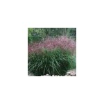 6 x eulalie - miscanthus sinensis 'ferner osten' - godet 9x9 cm