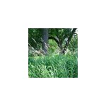 6 x eulalie, roseau de chine - miscanthus sacchariflorus - godet 9x9 cm