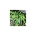 6 x fausse capillaire - asplenium trichomanes - godet 9x9 cm