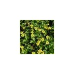 6 x faux - fraisier - waldsteinia ternata - godet 9x9 cm