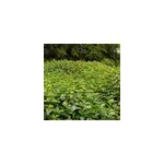 6 x faux lamier - lamiastrum galeobdolon - godet 9x9 cm