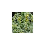 6 x faux lamier - lamiastrum galeobdolon 'herman's pride' - godet 9x9 cm