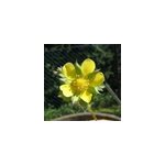 6 x fraisier des indes - duchesnea indica - godet 9x9 cm