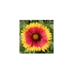 6 x gaillarde vivace - gaillardia 'kobold' - godet 9x9 cm