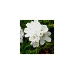 6 x gazon d'espagne - armeria maritima 'alba' - godet 9x9 cm