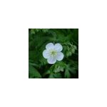 6 x g�ranium vivace macul� - geranium maculatum 'album' - godet 9x9 cm