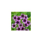 6 x g�ranium vivace - geranium 'salome' - godet 9x9 cm