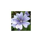 6 x grande mauve - malva sylvestris 'marina' - godet 9x9 cm
