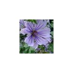 6 x grande mauve - malva sylvestris 'primley blue' - godet 9x9 cm