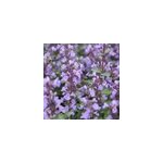 6 x herbe � chat, chataire - nepeta faassenii 'junior walker' ; - godet 9x9 cm