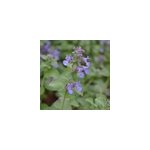 6 x herbe � chat - nepeta faassenii - godet 9x9 cm