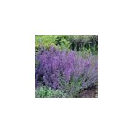 6 x herbe � chat - nepeta faassenii 'six hills giant' - godet 9x9 cm