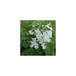 6 x herbe � chat - nepeta 'snowflake' - godet 9x9 cm
