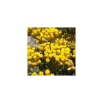 6 x immortelle � odeur de curry - helichrysum italicum - godet 9x9 cm
