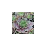 6 x joubarbe 'othello - sempervivum 'othello' - godet 9x9 cm