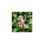 6 x lamier tachet� - lamium maculatum 'pink pewter' - godet 9x9 cm
