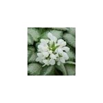 6 x lamier tachet� - lamium maculatum 'white nancy' - godet 9x9 cm