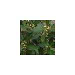 6 x laurier noble - laurus nobilis - godet 9x9 cm