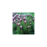 6 x liatride, plume du kansas - liatris spicata 'kobold' - godet 9x9 cm