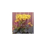 6 x ligulaire - ligularia dentata 'othello' - godet 9x9 cm