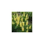 6 x lupin - lupinus 'chandelier' - godet 9x9 cm