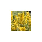 6 x lysimaque ponctu�e - lysimachia punctata 'alexander' - godet 9x9 cm