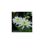 6 x marguerite - leucanthemum 'christine hagemann' - godet 9x9 cm