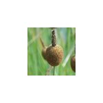 6 x massette naine - typha minima - godet 9x9 cm