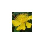 6 x millepertuis � grandes fleurs - hypericum calycinum - godet 9x9 cm