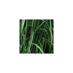 6 x miscanthus g�ant - miscanthus floridulus 'giganteus' - godet 9x9 cm