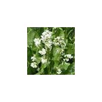 6 x moutarde des allemands - armoracia rusticana - godet 9x9 cm