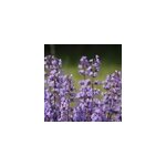 6 x nepeta faas. - nepeta faassenii 'blue wonder' - godet 9x9 cm