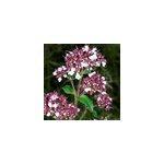 6 x origan commun - origanum vulgare - godet 9x9 cm