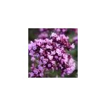 6 x origan - origanum laevigatum 'herrenhausen' - godet 9x9 cm