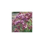 6 x origan - origanum laevigatum 'rosenkuppel' - godet 9x9 cm