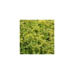 6 x origan - origanum vulgare 'thumble's variety' - godet 9x9 cm