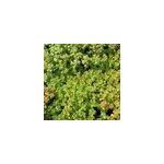 6 x orpin de l'oregon - sedum oreganum - godet 9x9 cm