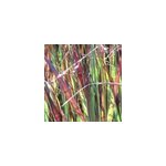 6 x panic effil� 'heiliger hain' - panicum virgatum 'heliger hain' - godet 9x9