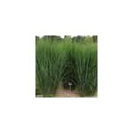 6 x panic effil� - panicum 'northwind' - godet 9x9 cm