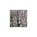 6 x petit calament - calamintha nepeta 'blue cloud' - godet 9x9 cm