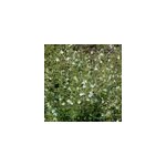 6 x petit calament - calamintha nepeta 'white cloud' - godet 9x9 cm