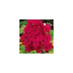 6 x phlox panicul� - phlox paniculata 'tenor' - godet 9x9 cm